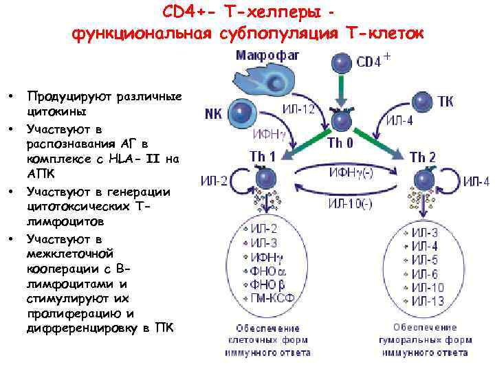 СD 4+- Т-хелперы функциональная субпопуляция Т-клеток • • Продуцируют различные цитокины Участвуют в распознавания