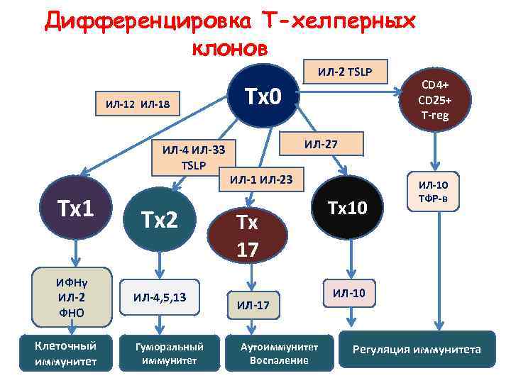 Дифференцировка Т-хелперных клонов ИЛ-2 TSLP ИЛ-12 ИЛ-18 ИЛ-4 ИЛ-33 TSLP Тх1 ИФНγ ИЛ-2 ФНО