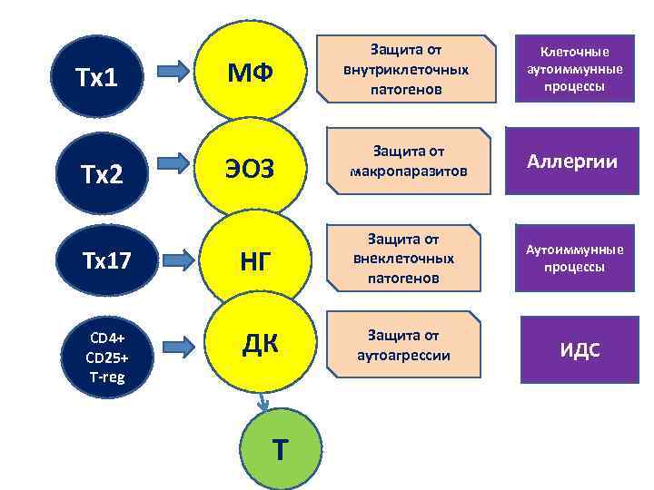 Тх1 Тх2 МФ Защита от внутриклеточных патогенов Клеточные аутоиммунные процессы ЭОЗ Защита от макропаразитов