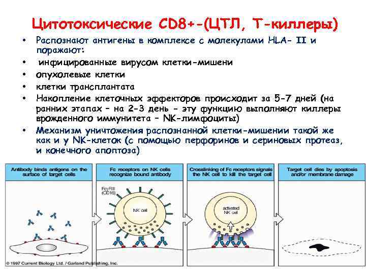 Цитотоксические CD 8+-(ЦТЛ, Т-киллеры) • • • Распознают антигены в комплексе с молекулами HLA-