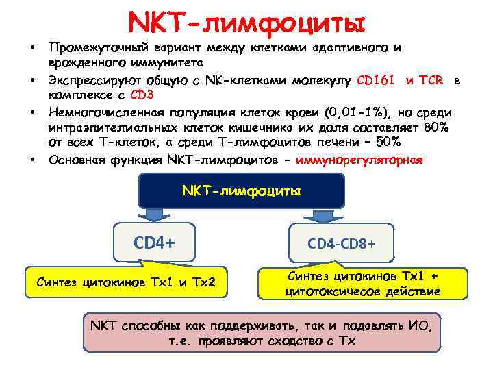 NKT-лимфоциты • • Промежуточный вариант между клетками адаптивного и врожденного иммунитета Экспрессируют общую с