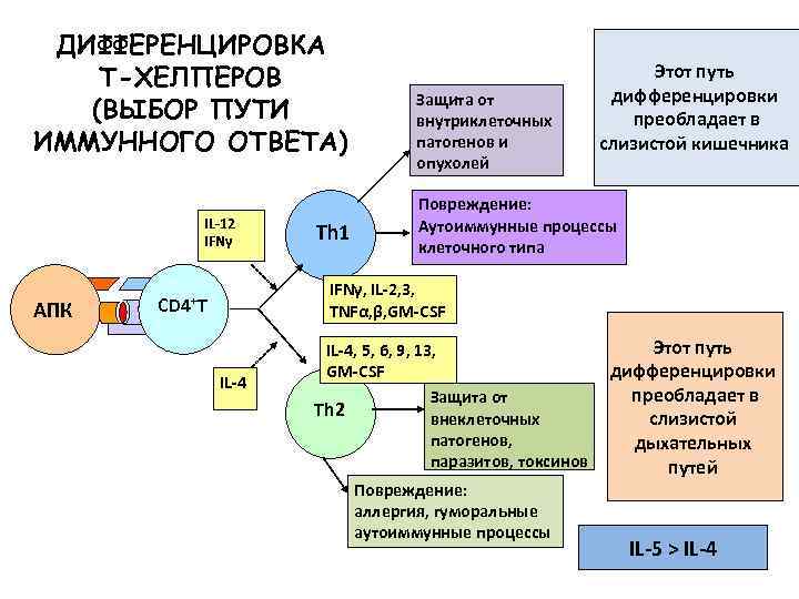 ДИФФЕРЕНЦИРОВКА Т-ХЕЛПЕРОВ (ВЫБОР ПУТИ ИММУННОГО ОТВЕТА) IL-12 IFNγ AПК Th 1 Защита от внутриклеточных