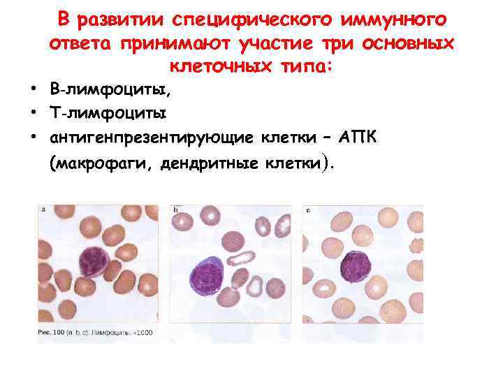 В развитии специфического иммунного ответа принимают участие три основных клеточных типа: • В‑лимфоциты, •