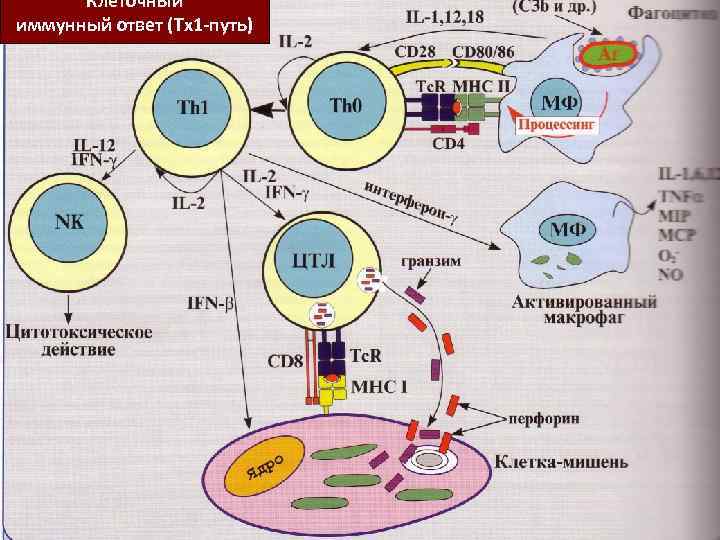 Клеточный иммунный ответ (Тх1 -путь) 