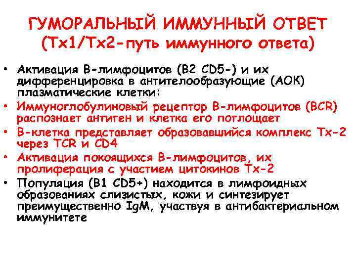 ГУМОРАЛЬНЫЙ ИММУННЫЙ ОТВЕТ (Тх1/Тх2 -путь иммунного ответа) • Активация В-лимфоцитов (В 2 CD 5