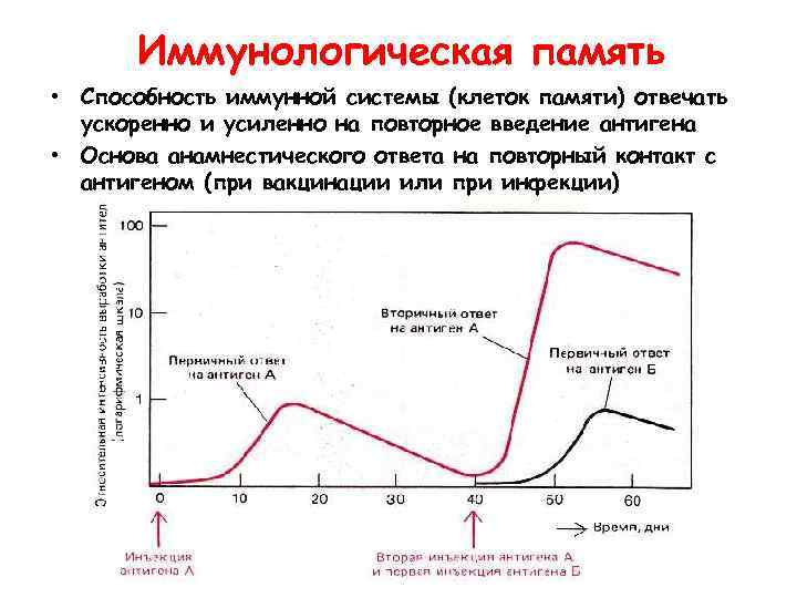 Иммунологическая память • Способность иммунной системы (клеток памяти) отвечать ускоренно и усиленно на повторное