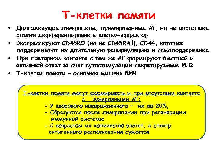 Т-клетки памяти • • Долгоживущие лимфоциты, примированные АГ, но не достигшие стадии дифференцировки в