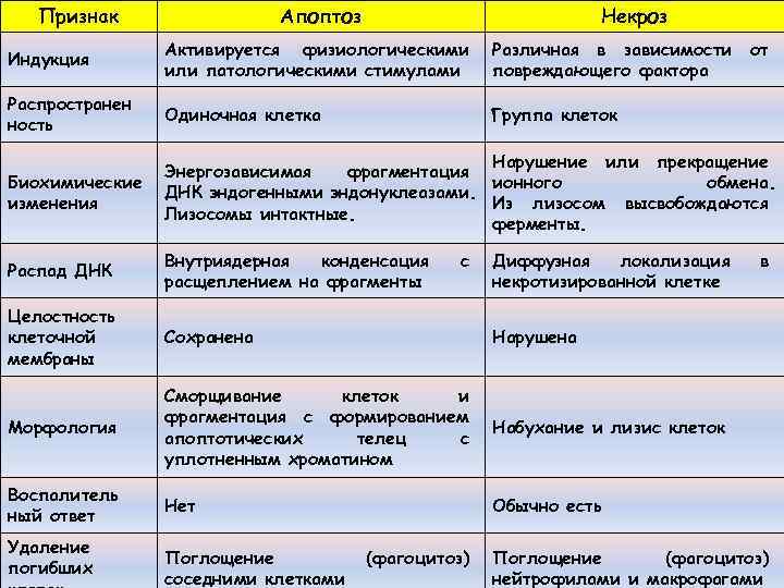 Признак Апоптоз Некроз Индукция Активируется физиологическими или патологическими стимулами Различная в зависимости повреждающего фактора
