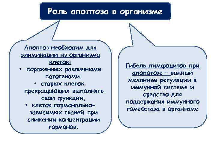 Роль апоптоза в организме Апоптоз необходим для элиминации из организма клеток: • пораженных различными