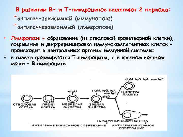 В развитии В- и Т-лимфоцитов выделяют 2 периода: *антиген-зависимый (иммунопоэз) *антигеннезависимый (лимфопоэз) • Лимфопоэз