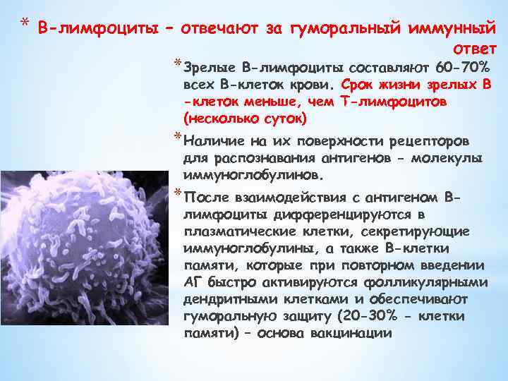 * В-лимфоциты – отвечают за гуморальный иммунный ответ * Зрелые В-лимфоциты составляют 60 -70%
