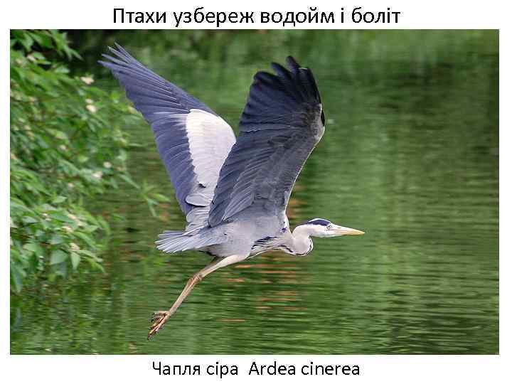 Птахи узбереж водойм і боліт Чапля сіра Ardea cinerea 