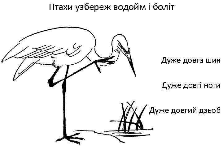 Птахи узбереж водойм і боліт Дуже довга шия Дуже довгі ноги Дуже довгий дзьоб