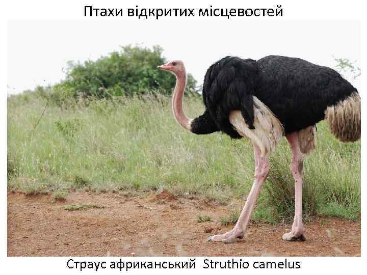 Птахи відкритих місцевостей Страус африканський Struthio camelus 