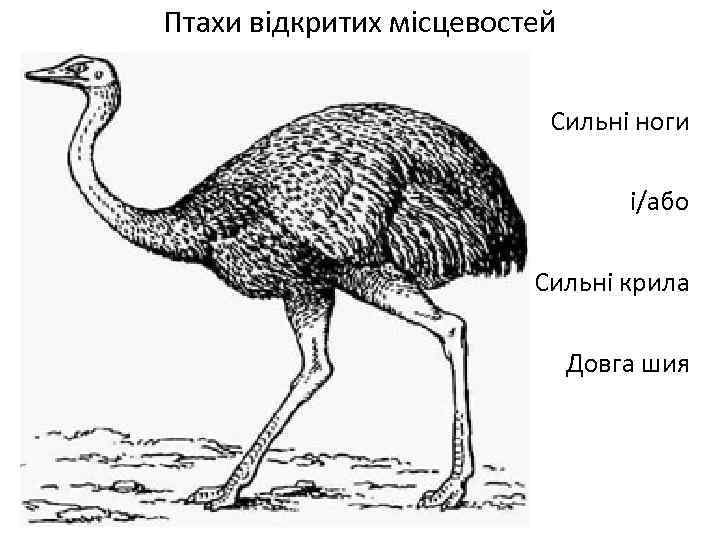 Птахи відкритих місцевостей Сильні ноги і/або Сильні крила Довга шия 