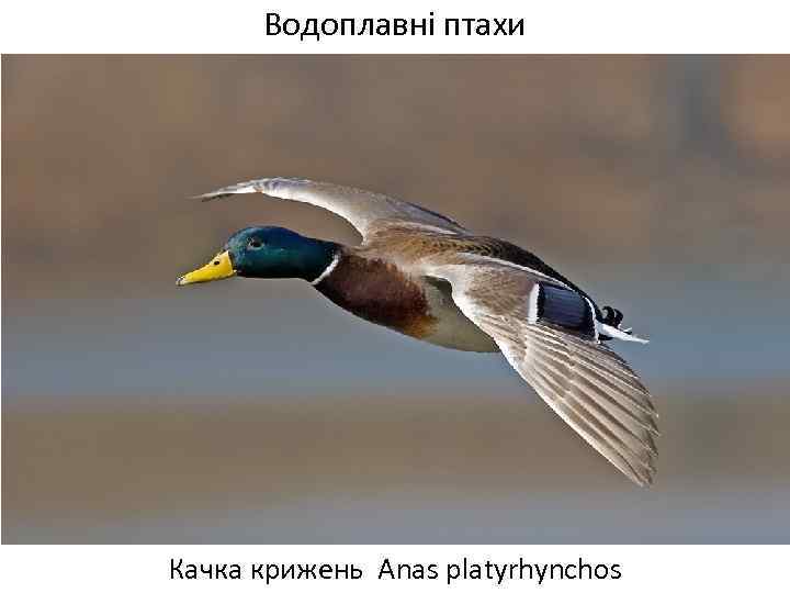 Водоплавні птахи Качка крижень Anas platyrhynchos 