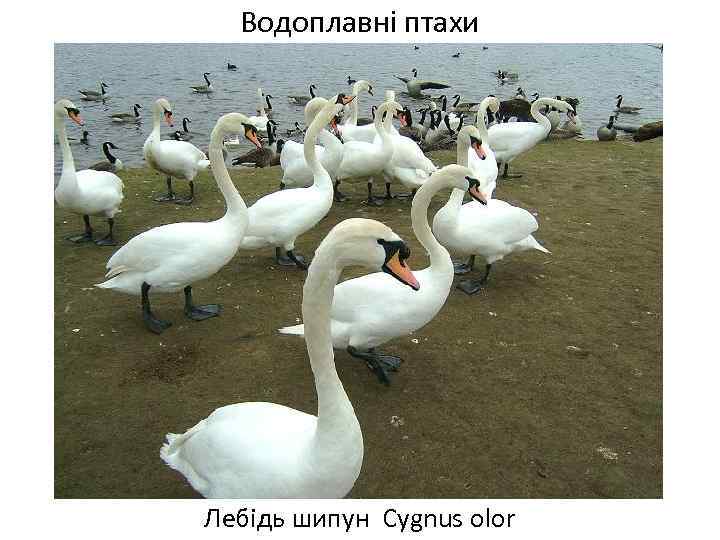 Водоплавні птахи Лебідь шипун Cygnus olor 