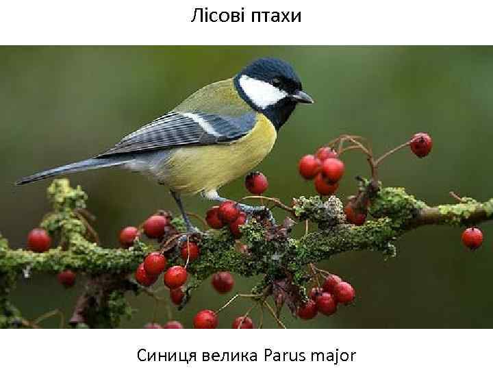 Лісові птахи Синиця велика Parus major 