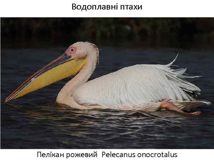 Водоплавні птахи Пелікан рожевий Pelecanus onocrotalus 