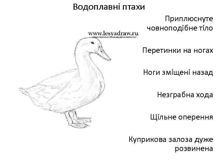 Водоплавні птахи Приплюснуте човноподібне тіло Перетинки на ногах Ноги зміщені назад Незграбна хода Щільне