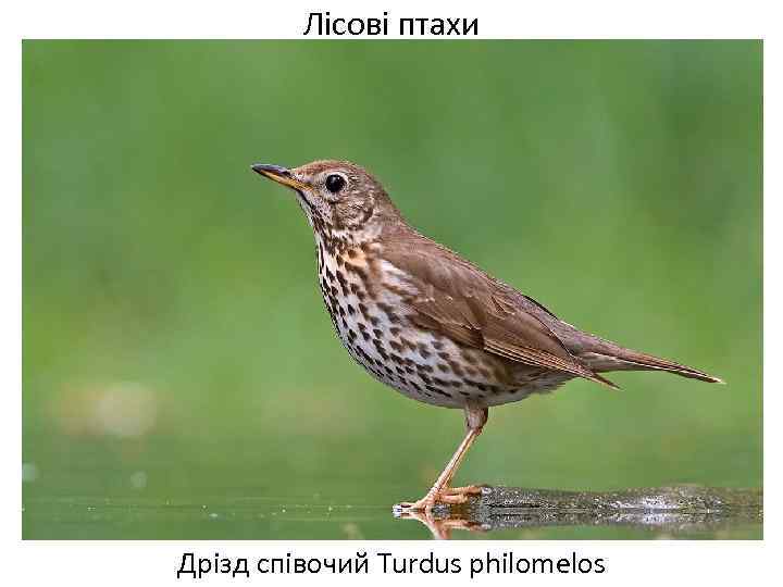 Лісові птахи Дрізд співочий Turdus philomelos 