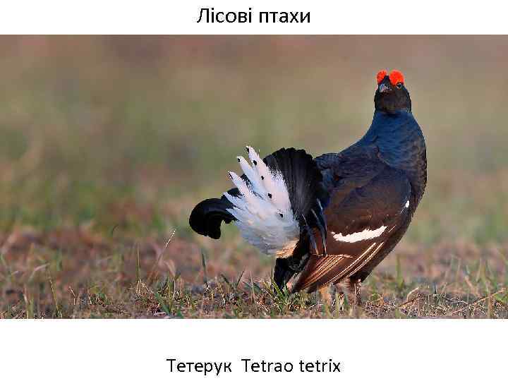 Лісові птахи Тетерук Tetrao tetrix 