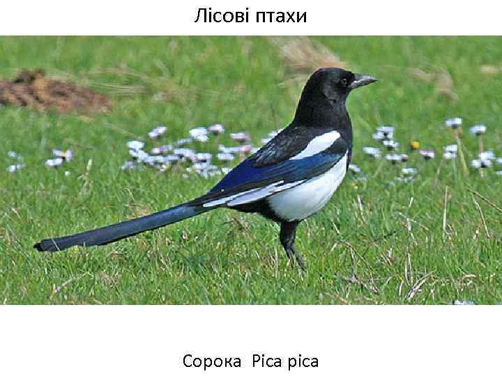 Лісові птахи Сорока Pica pica 