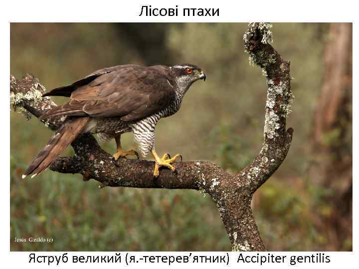 Лісові птахи Яструб великий (я. -тетерев’ятник) Accipiter gentilis 