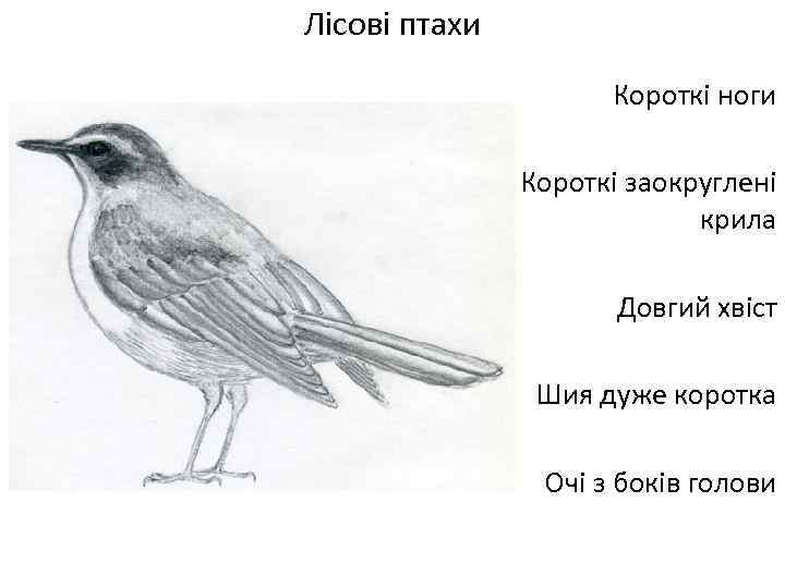 Лісові птахи Короткі ноги Короткі заокруглені крила Довгий хвіст Шия дуже коротка Очі з