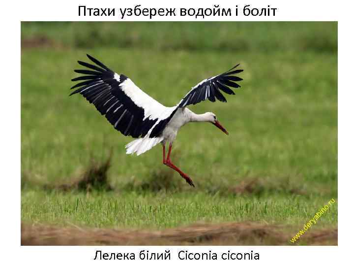 Птахи узбереж водойм і боліт Лелека білий Ciconia ciconia 