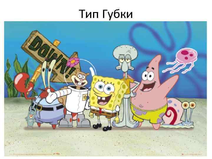 Тип Губки 