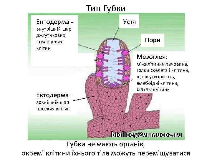 Тип Губки Ентодерма – внутрішній шар джгутикових комірцевих клітин Устя Пори Мезоглея: Ектодерма –