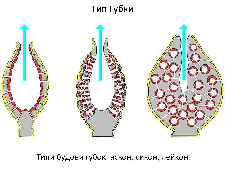 Тип Губки Типи будови губок: аскон, сикон, лейкон 