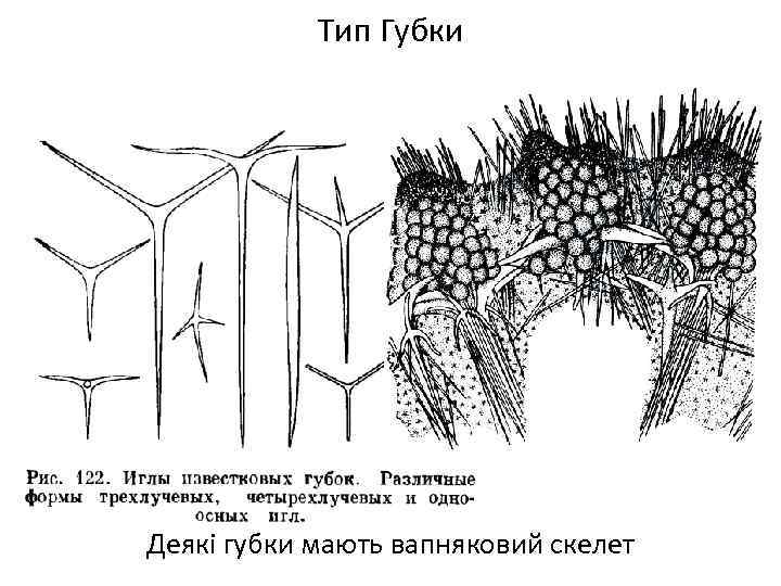 Тип Губки Деякі губки мають вапняковий скелет 