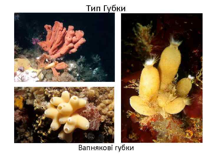 Тип Губки Вапнякові губки 