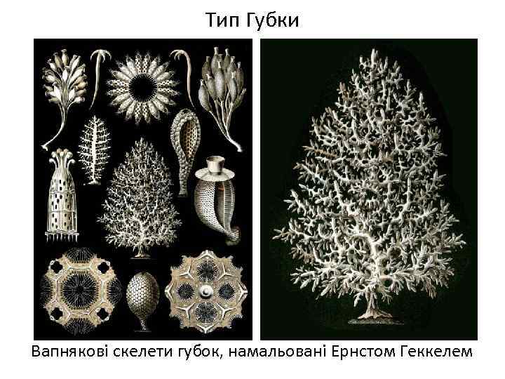 Тип Губки Вапнякові скелети губок, намальовані Ернстом Геккелем 
