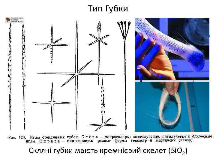 Тип Губки Скляні губки мають кремнієвий скелет (SіО 2) 