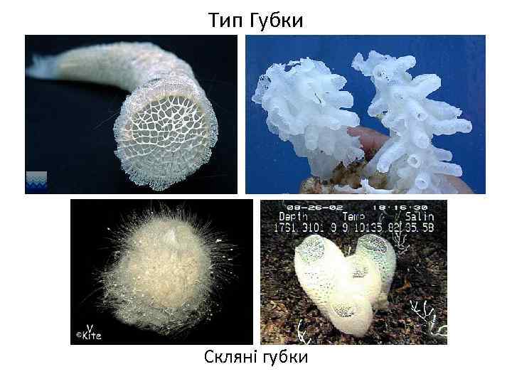 Тип Губки Скляні губки 