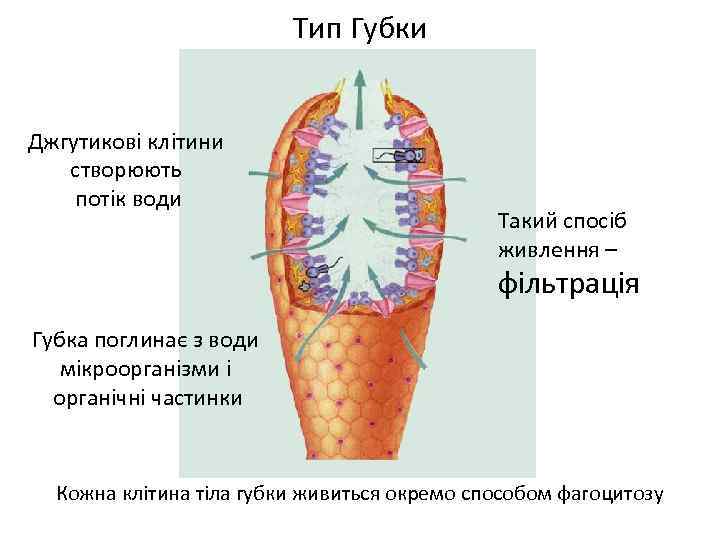 Тип Губки Джгутикові клітини створюють потік води Такий спосіб живлення – фільтрація Губка поглинає