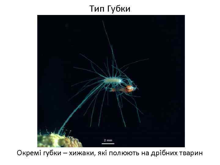 Тип Губки Окремі губки – хижаки, які полюють на дрібних тварин 