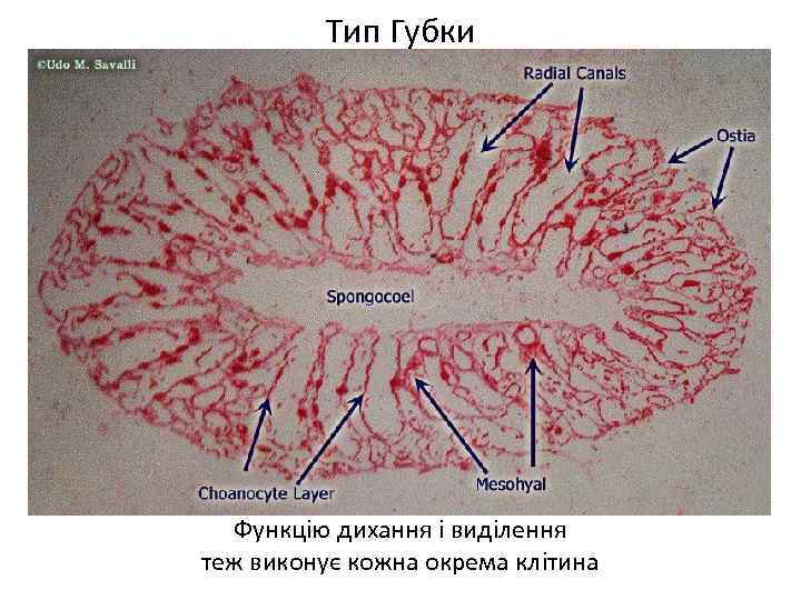 Тип Губки Функцію дихання і виділення теж виконує кожна окрема клітина 