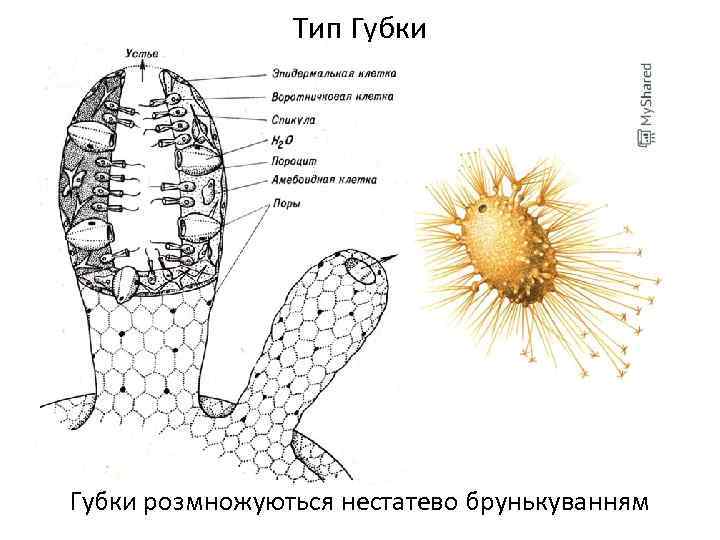 Тип Губки розмножуються нестатево брунькуванням 