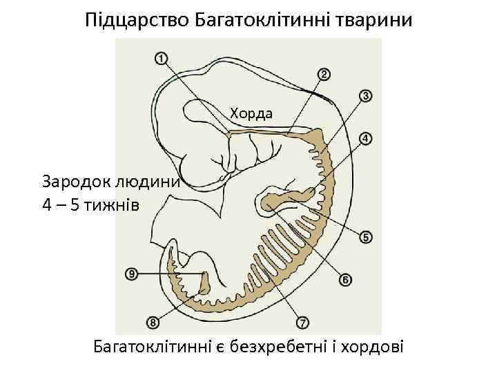 Підцарство Багатоклітинні тварини Хорда Зародок людини 4 – 5 тижнів Багатоклітинні є безхребетні і