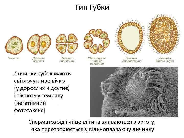 Тип Губки Личинки губок мають світлочутливе вічко (у дорослих відсутнє) і тікають у темряву