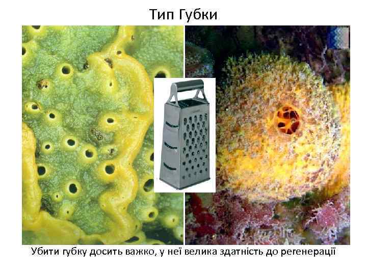 Тип Губки Убити губку досить важко, у неї велика здатність до регенерації 