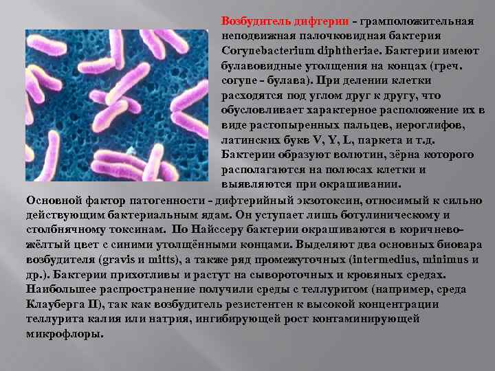 Возбудитель дифтерии - грамположительная неподвижная палочковидная бактерия Corynebacterium diphtheriae. Бактерии имеют булавовидные утолщения на