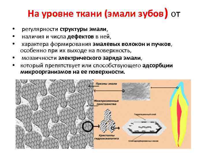 Уровни тканей. Структура и свойства эмали. Химическая формула зубной эмали. Эмаль строение химический состав. Формула эмали зуба.