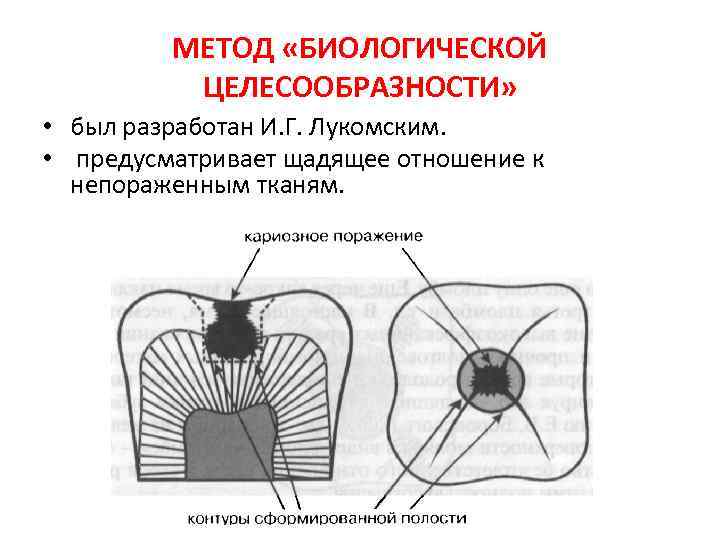 Целесообразный метод. Метод биологической целесообразности. Принцип биологической целесообразности. Метод биологической целесообразности Лукомского. Принцип биологической целесообразности заключается.