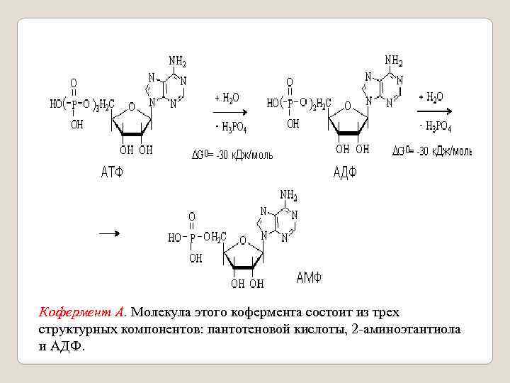 Кофермент А. Молекула этого кофермента состоит из трех структурных компонентов: пантотеновой кислоты, 2 -аминоэтантиола