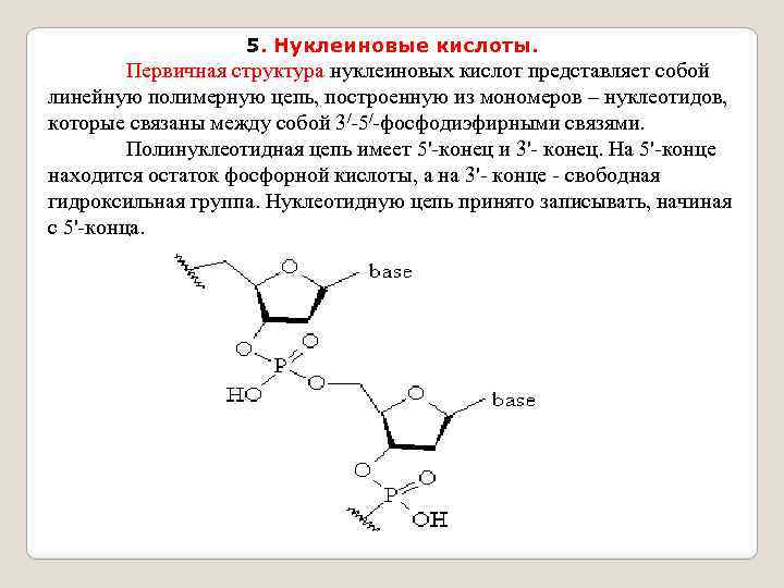 5. Нуклеиновые кислоты. Первичная структура нуклеиновых кислот представляет собой линейную полимерную цепь, построенную из